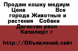 Продам кошку медиум › Цена ­ 6 000 000 - Все города Животные и растения » Собаки   . Дагестан респ.,Кизилюрт г.